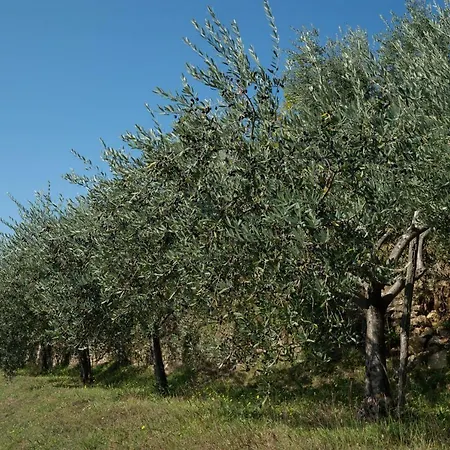 Truffel - Garten Tatil Evi *