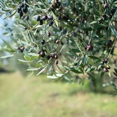 Truffel - Garten Bartolici